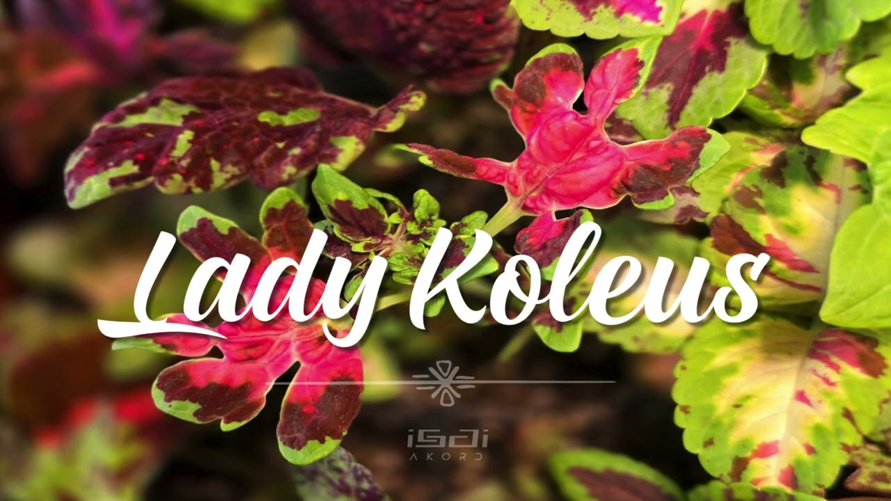Lady Koleus