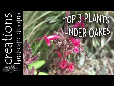 image-What can you plant under old oak trees?