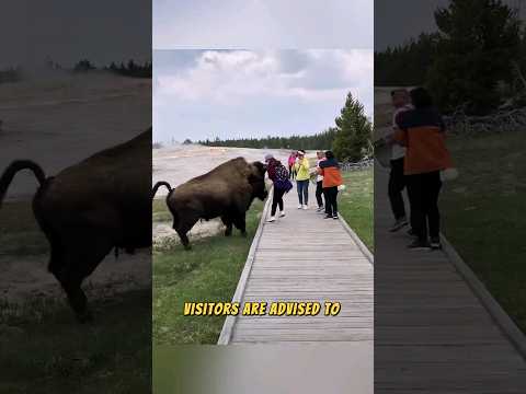 Bison Attacks at Yellowstone National Park! 😲🙊🏃🐂