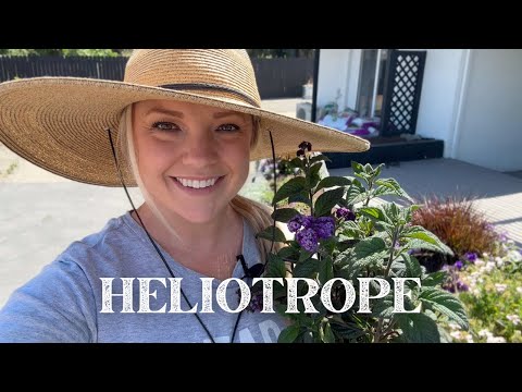 Mass Planting One of My Faves: HELIOTROPE!