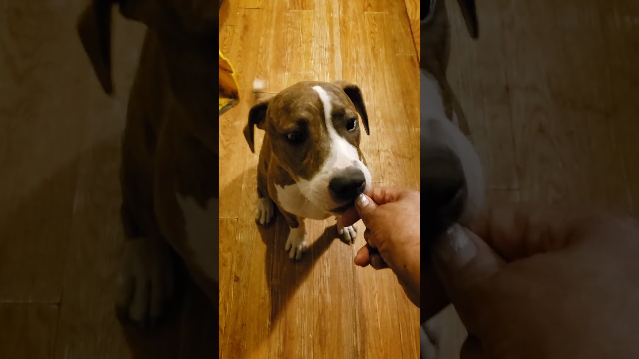Enlarge Cali, an adoptable mixed breed in Detroit, MI video 2/6