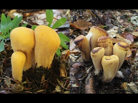 Houby jedlí a modřínů   Pavel Hruška