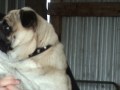 Screaming Pug 