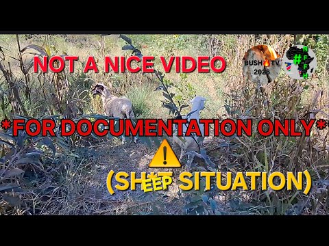 Namibia Food Forest: Sheep Situation Update