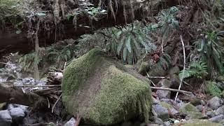 Something or someone , messed  with all my trail cams high up in the mountains.