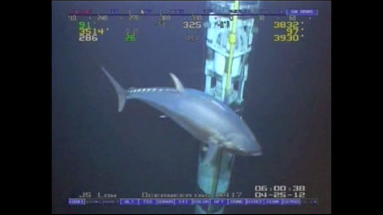 WORLD RECORD FISH!!! 18ft Tuna!  ROV Deepwater Footage Bluefin Yellowfin Redfish