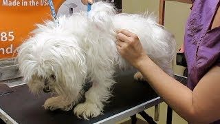 How to Groom A Matted Maltese