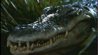 budweiser Frogs ride a alligator