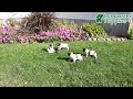 Jack Russell Terrier dogs for sale: Daisy - Video 1