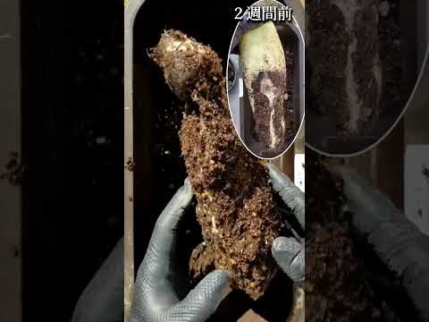 堆肥が分解しないのはなぜですか? 5つの原因とその解決策を探る  庭園