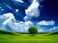 TheDumplingz - I Wish I Was A Tree [ Omnipony ...