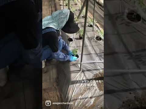 2024年にトマトの種まき
