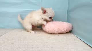 チワワ（ロング）の動画01