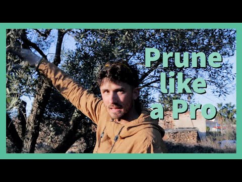 Olive Tree Pruning in Spain: a Pro’s Approach