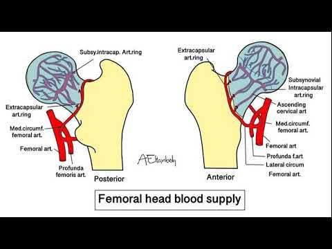Blood Supply of Femoral Head