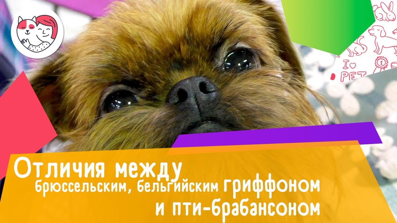 4 отличия между брюссельским, бельгийским гриффоном и пти-брабансоном