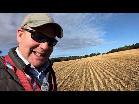 Oilseed rape establishment