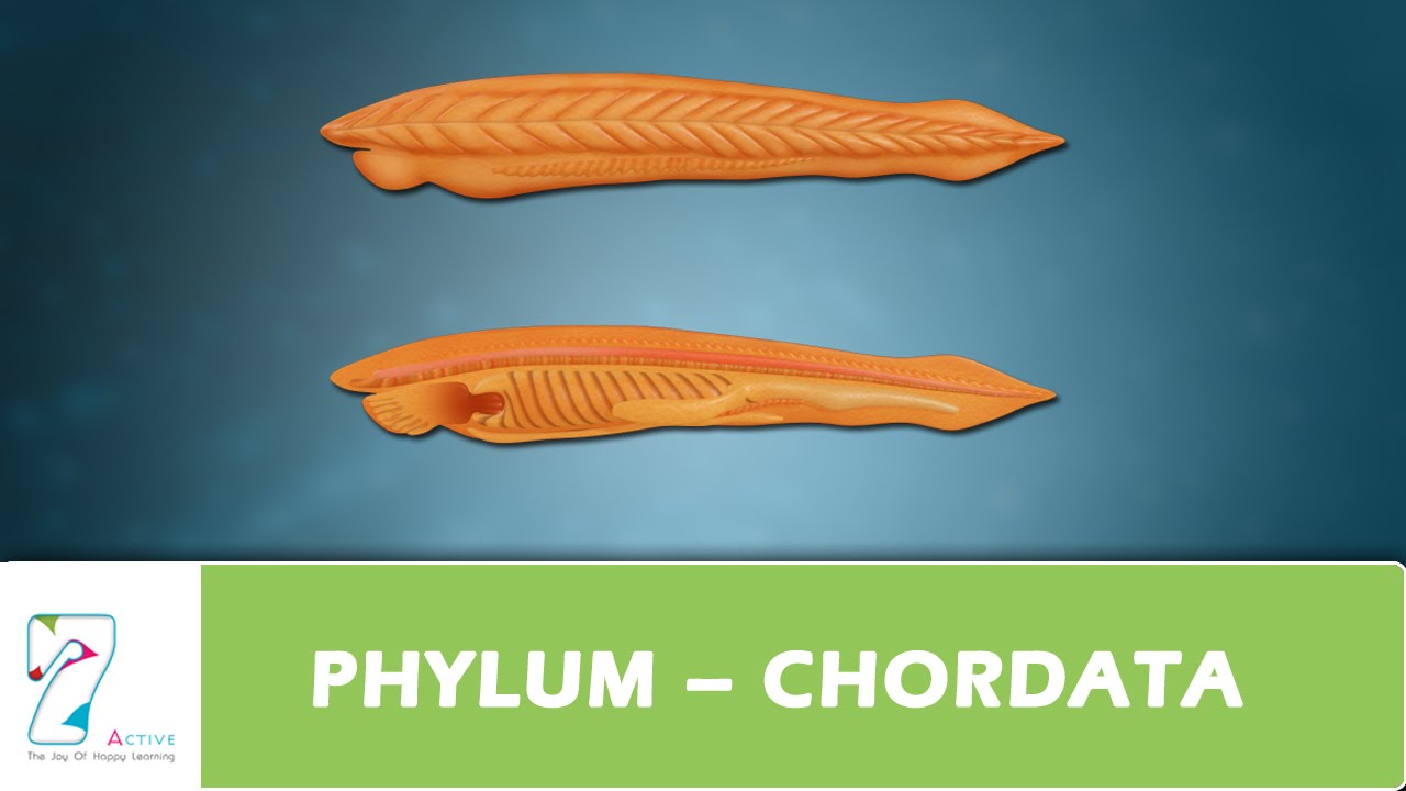 PHYLUM – CHORDATA