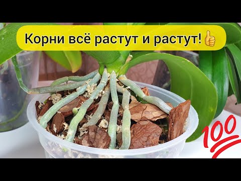 , title : 'КОРНИ орхидеи РАСТУТ как на дрожжах || После такого полива растут огромные корни у орхидеи'