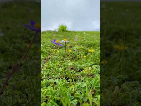 Blooming Wonders: Mountain View's Floral Symphony 🌸"#shortsfeed #ytshorts #flowers #youtubeshorts