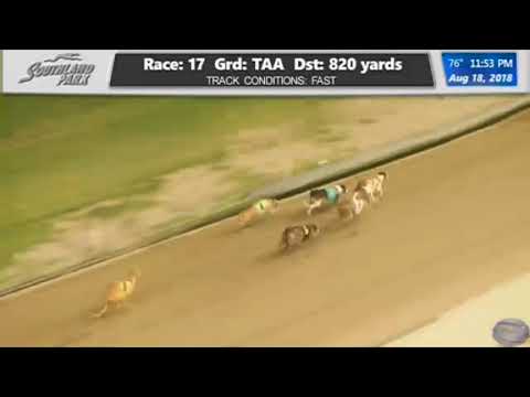 Miracle Comeback At Southland Greyhound Racing