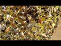 Bees 10 Hours Bees Buzzing Bee Noises Bee Sound Beehive Sound Beehive Noise Bee White Noise