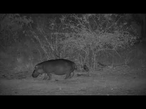 Djuma: Hippo leaving to graze - 22:27 - 09/18/21