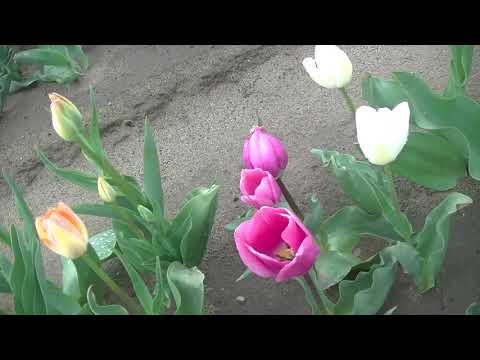 ダーウィンのチューリップ 植物