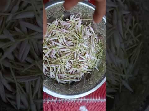 Pink Jasmine Flower | My Garden 🌸🌸🌸🌸