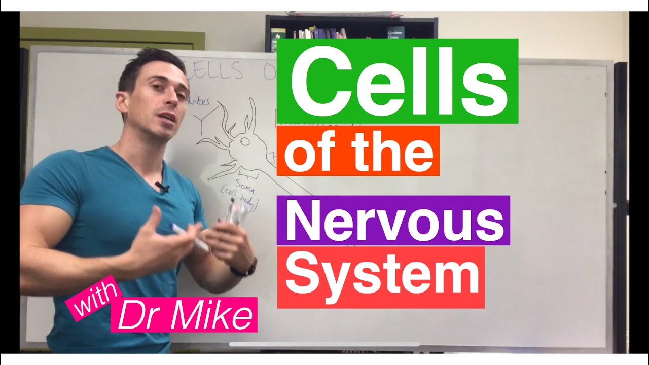 Cells of the Nervous System (Neurons and Glia)