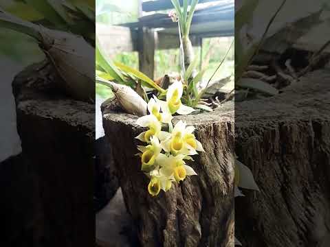 ##sítio Comodoro mato Grosso