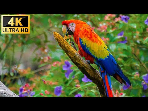 Our Planet | Birds Of The World 4K - Relaxing Music With Colorful Birds In The Rainforest Part 2