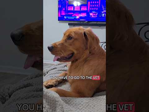 When Golden Retrievers Hear the Word “VET” #shorts #funny #funnydogs