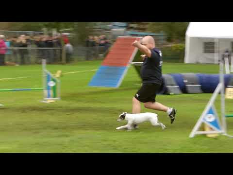 Agility - Deutsche Meisterschaft 2019 aus Waldstetten ( Sebastian mit Tyson )