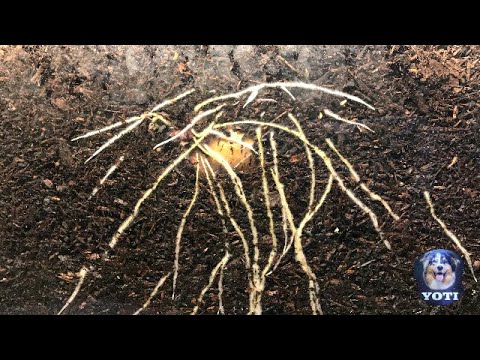 Potatoes growing Time - lapse