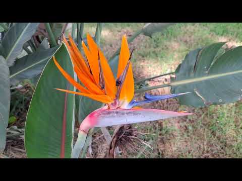 VENHA CONHECER MANDAGUARI PR VEJA !!!