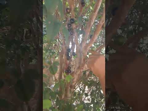 7 de outubro de 2025