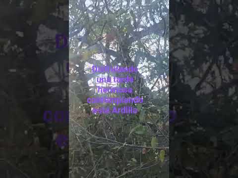 pueblos vivos, desde San Gerardo San Miguel norte el Salvador