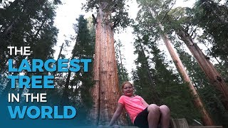 Feeling Small in Sequoia National Park | Full-time RV Family | Five 2 Go Ep. 40