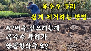 옥수수 뿌리 쉽게 제거하는 방법