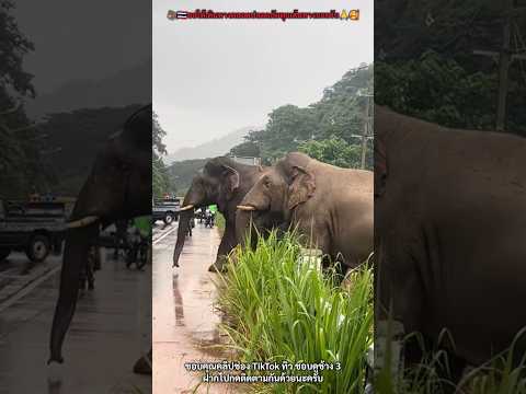 ช้างป่าเขาใหญ่เดินบนถนน เจ้าหน้าที่ดูแลความปลอดภัยอย่างดี