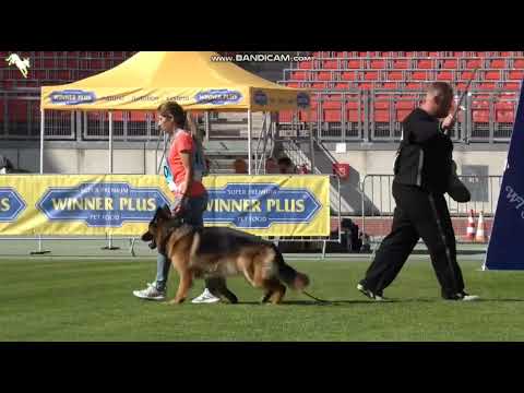 1007 Yoko vom Bravo Vardit - TSB BSZS-2023