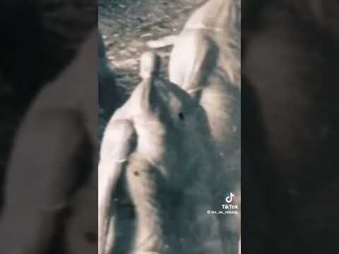 😨😨😨😱entonces era una historia real [atack on titan]