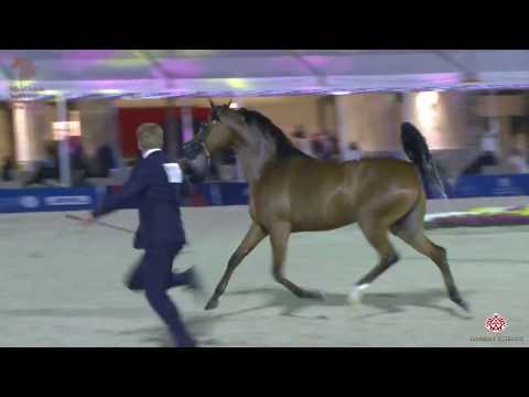 N 117 DHAKHRAH ATHBAH   Asharqia Arabian Horse Classic 2020   Fillies 3 Years Old Class 3B