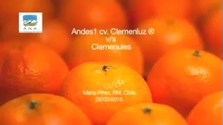 Andes1 cv Clemenluz® v/s Clemenules