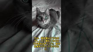 猫ゴロゴロ音の秘密