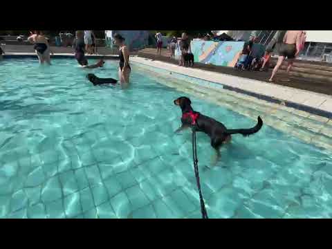 Lucy1 auf Pflegestelle 10.10.2023 (7) - New Home for Strays e. V.