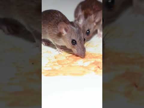 Cat TV - Mouse Video for Cats to Watch #shorts #cattv