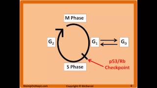 Cell Cycle, Interphase, Labile Cell Stable Permanent Tissue Paclitaxel G1 G0 G2 phase
