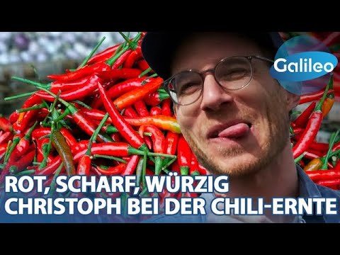 Video Thumbnail: Rot, scharf, würzig: Reporter Christoph bei der Chili-Ernte
